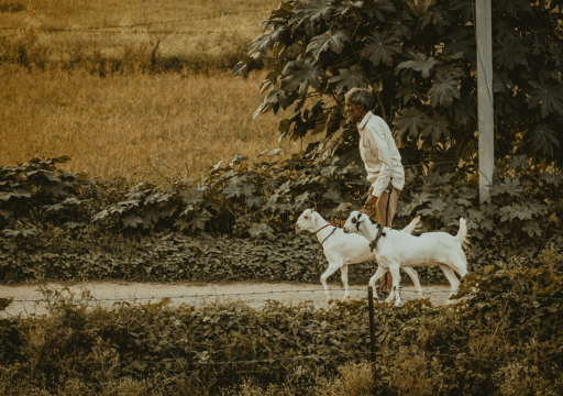 PPR economic_farmer walking with two white goats