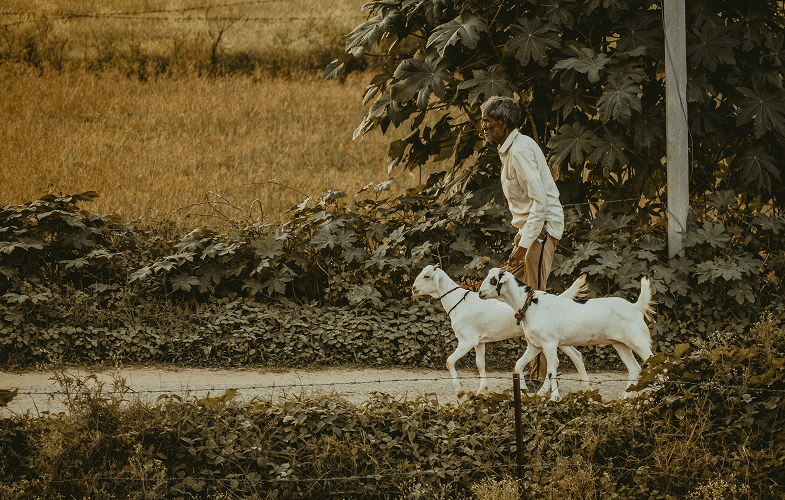 PPR economic_farmer walking with two white goats