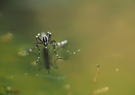 Rift Valley fever_ West Africa