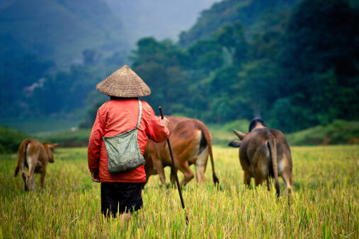 reporting animal diseases_farmer in Asia walking cattle in an open field