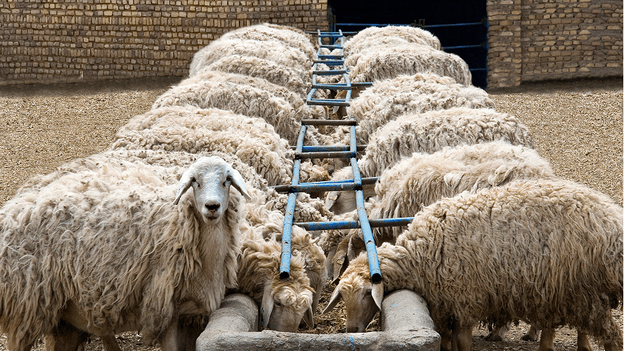 PPR livelihood_a flock of sheep eating