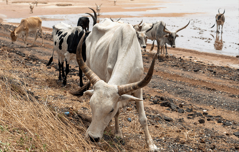Reporting River Valley Fever_cattle on dry land in Africa