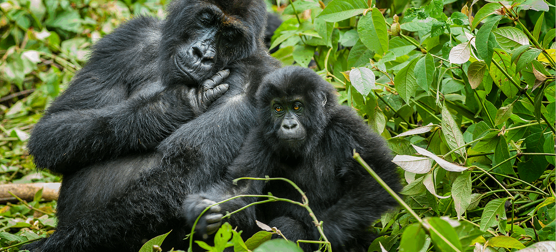 Ebola surveillance in great apes_two great apes in the forest