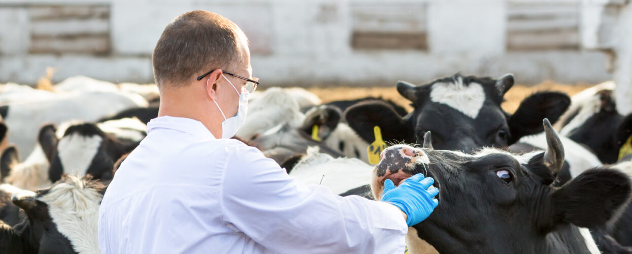SAT 1 FMD_foot and mouth disease_veterinarian in Europe taking a sample from a cow